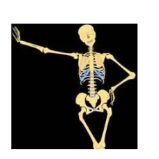 Human Skeleton
