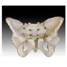 Adult Female Pelvis
