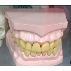 Human Teeth Structure