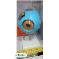 Eye Structure