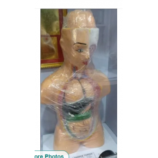 Human Inner Body Structure