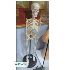 Human Skeleton Structure