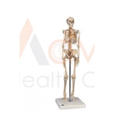 Human Skeleton Model