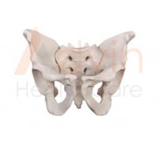 Human Adult Male Pelvis