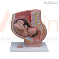 Human Female Pelvis Section