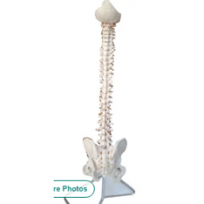 Human Spinal Cord Model