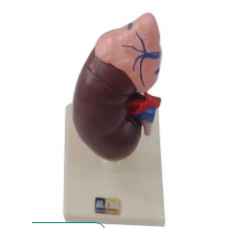 Human Kidney Model