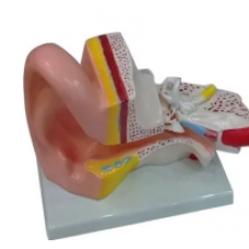 Human Ear Anatomy Model