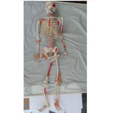 Disarticulated Human Skeleton
