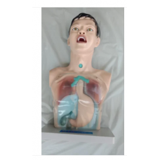 Gastric Lavage And Nasal Feeding Model