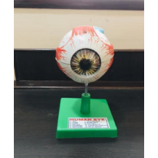 Human Eye Model