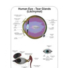 Human Physiology Charts