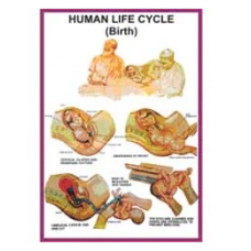 Human Reproduction Charts