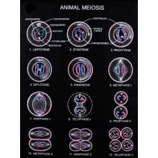Animal Meiosis Bio Visual Charts