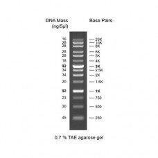 BM013-R500 XLarge DNA Ladder 500ul