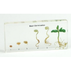 Botany Plastic Embedded Specimen