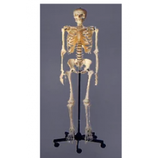 Human Skeleton Model