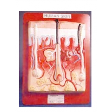 Human Skin Model