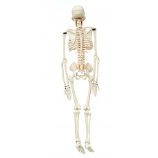 Human Skeleton Without Stand