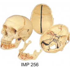 Classic Skull