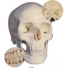 Classic Skull