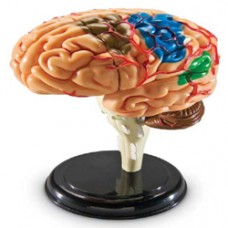 CM Brain