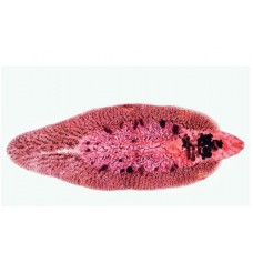 Craft's Zoology Permanent Slides: Liver Fluke