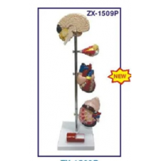 Hypertension Models