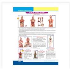 Human Torso Models
