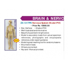 Nervous System Model PVC