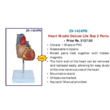Heart Model Life Size 2 parts