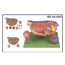 Ovary Model