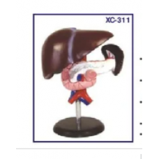 Model of Liver, Pancreas and Duodenum