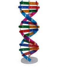 DNA Model