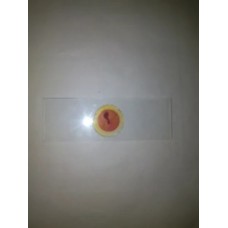 Embryological Slides