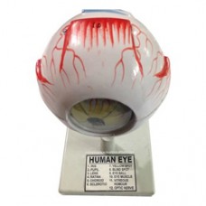 Eye Models