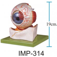 Eyeball