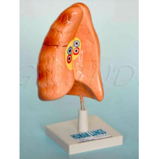 Human Lungs Model