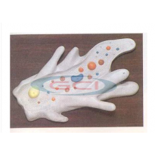 Amoeba Model