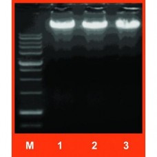 Genomic DNA Mini Kit (Blood/Cultured Cell) GB100/GB300