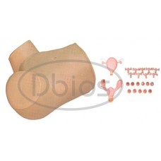 Gynecological Training Model