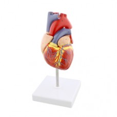 Heart