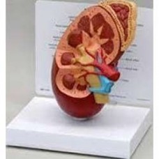 Heart Model