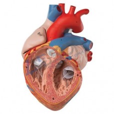 Labson Heart Model