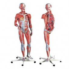 Human Anatomical Models