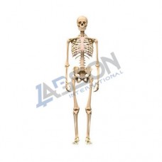 Labson Human Disarticulated Skeleton