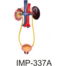 Human Excretory System