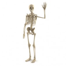 Human Skeleton