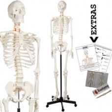 Human Skeleton Imported
