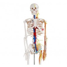 Human Skeleton Model with Nerves and Blood Vessels